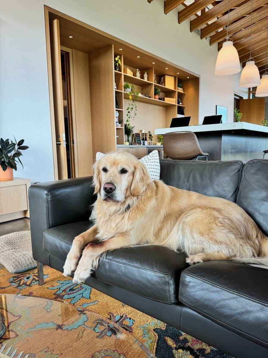 Duke, Golden Retriever