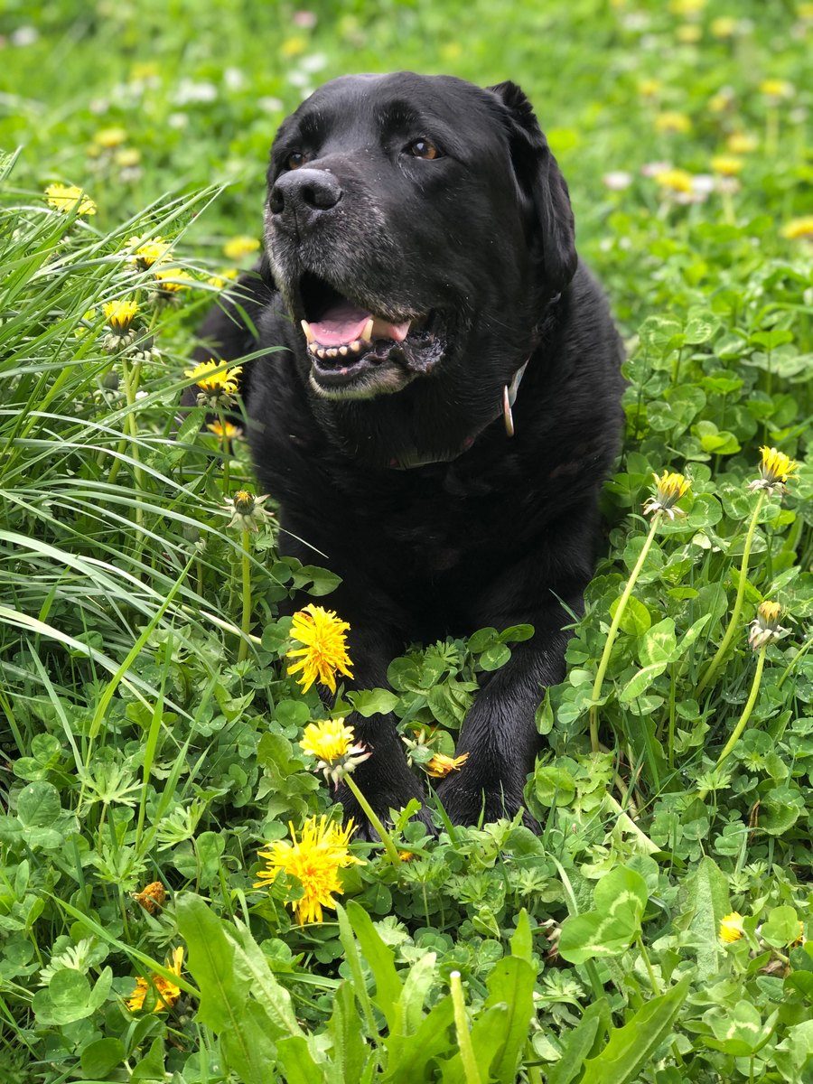 Grace, English Black Lab